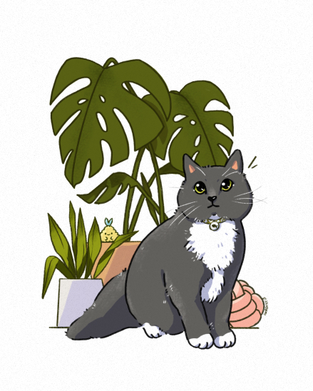 catcommision-sasa